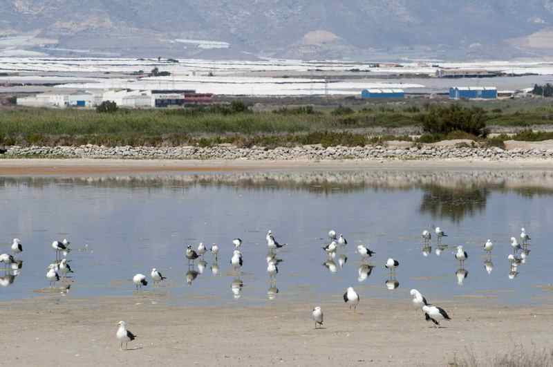 Punta Entinas - Sabinar