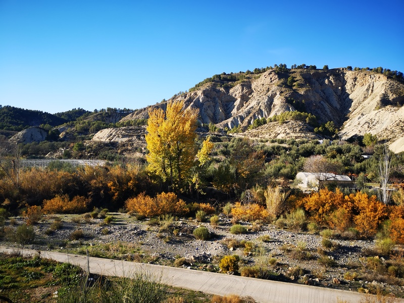 ALCOLEA-GUARROS