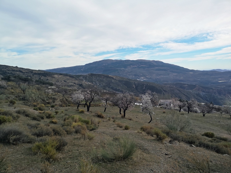 MONTAJE DE FOTOS DE LA SÉPTIMA SALIDA TEMPORADA 2021-2022: MAIRENA – JÚBAR – CASTAÑO MILENARIO – LAROLES