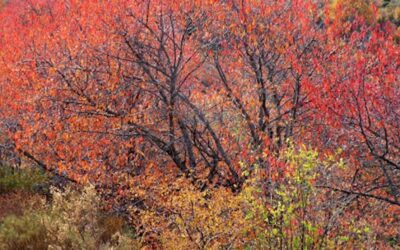 SEGUNDA SALIDA TEMP. 2022-2023: EL BOSQUE ENCANTADO (DEHESA DEL CAMARATE)