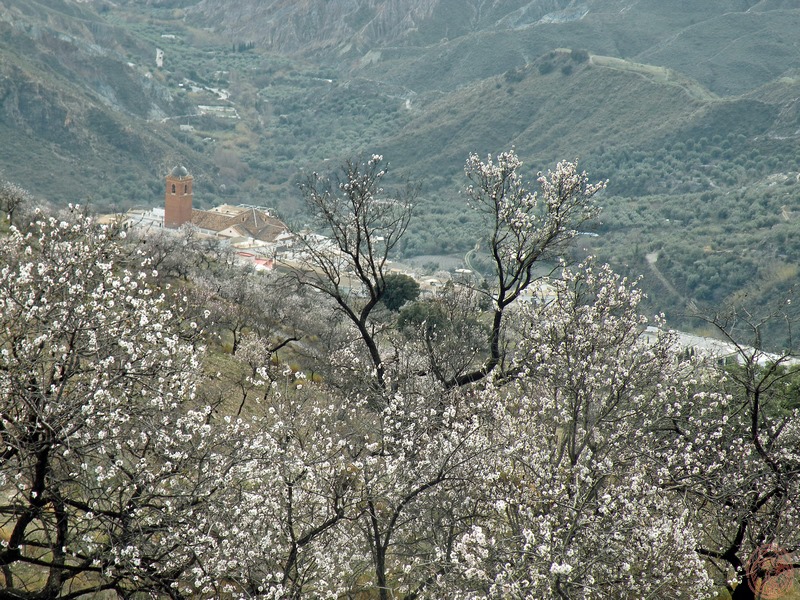 TERCERA SAL. TEMP. 2023-2024: LAROLES – JUBAR- MAIRENA – NECHITE- VALOR