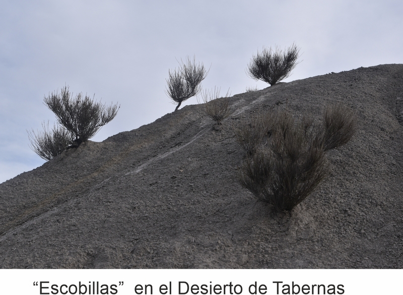 DESIERTO DE TABERNAS