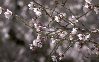 OCTAVA SALIDA TEMP. 2025-2026: RUTA DEL ALMENDRO EN FLOR EN ORIA