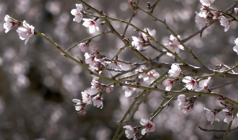 OCTAVA SALIDA TEMP. 2025-2026: RUTA DEL ALMENDRO EN FLOR EN ORIA