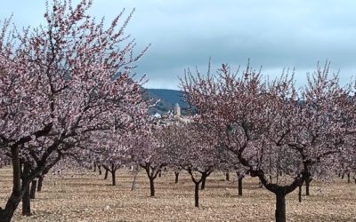 MONTAJE DE FOTOS OCTAVA SALIDA TEMP. 2025-2026: RUTA DEL ALMENDRO EN FLOR EN ORIA