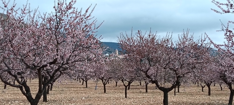 MONTAJE DE FOTOS OCTAVA SALIDA TEMP. 2025-2026: RUTA DEL ALMENDRO EN FLOR EN ORIA